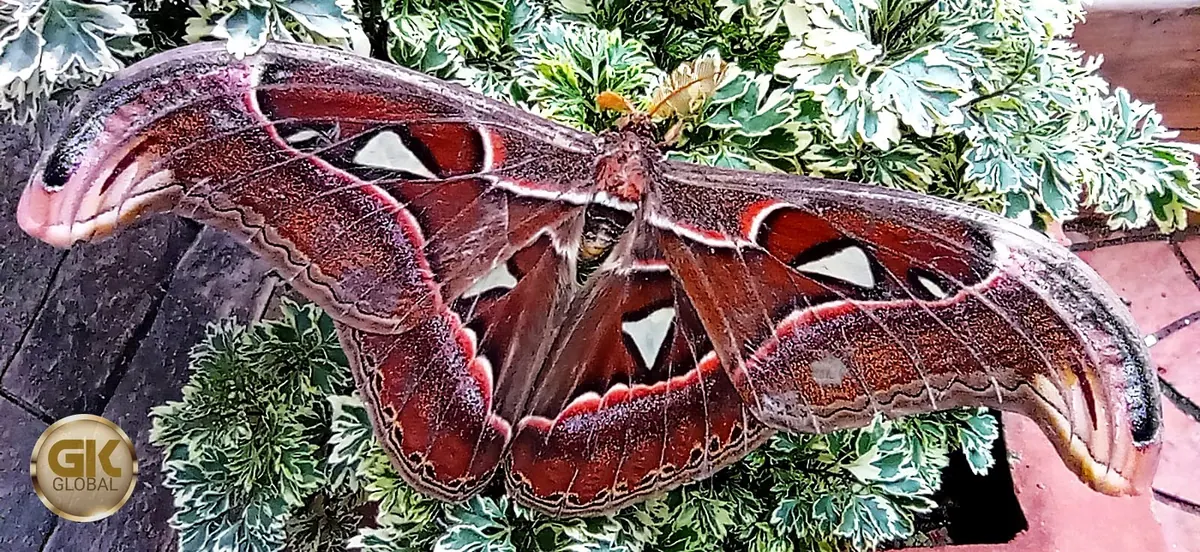 A large Atlas moth with reddish-brown wings, white triangular windows and snake-head shaped wingtips, resting on a variegated garden plant