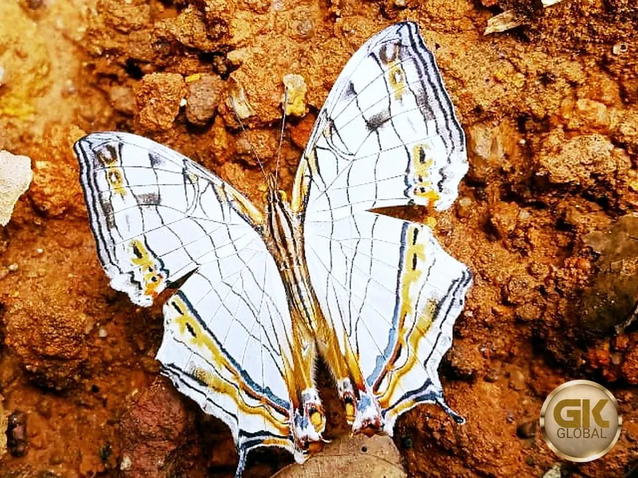 A Common Map butterfly, white with fine dark lines like a map and orange and blue marks near the tails, drinking from wet red earth