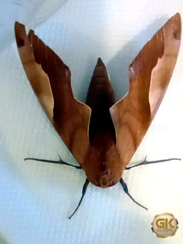 A reddish-brown hawk moth with long pointed wings swept back in a delta shape