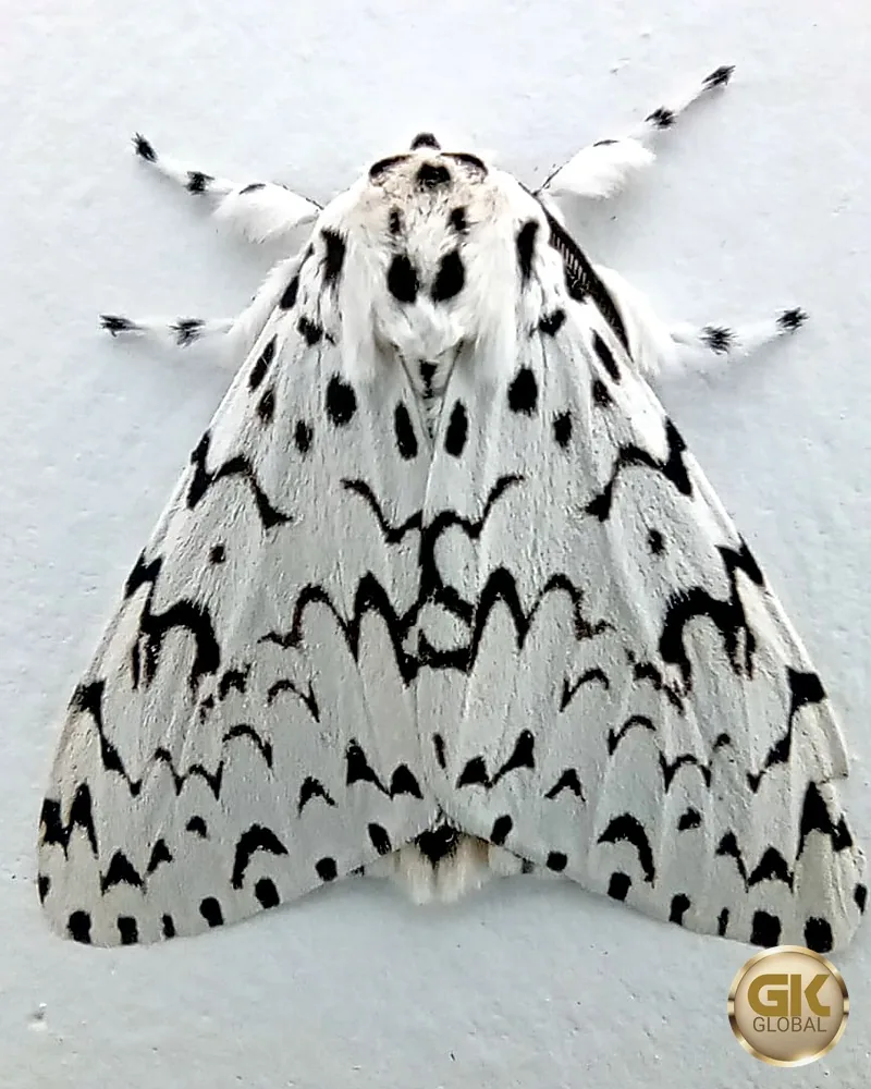 A furry white tussock moth with bold black chevrons and spots, and black-and-white banded legs, resting on a white wall